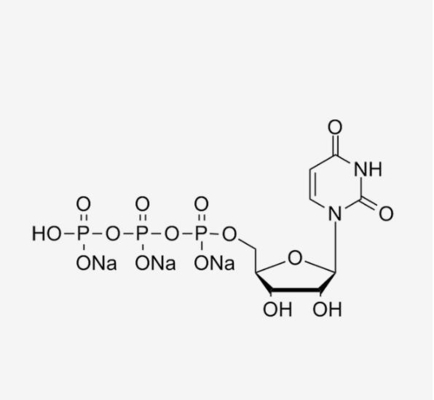 Sale trisodico incolore CAS 19817-92-6 della soluzione Uridine-5'-Triphosphate di UTP 100mM