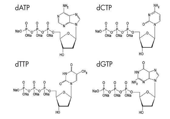 Deoxynucleoside 5 trifosfati ha modificato la soluzione DATP DCTP DGTP DTTP della miscela dei nucleotidi DNTP