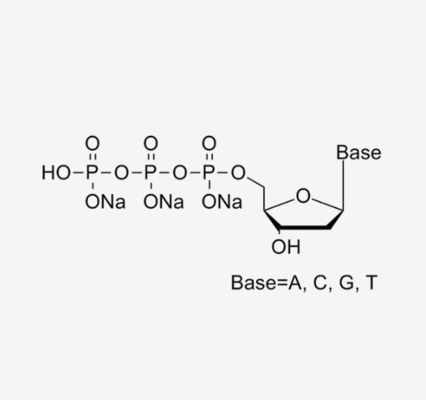 Deoxynucleoside 5 trifosfati ha modificato la soluzione DATP DCTP DGTP DTTP della miscela dei nucleotidi DNTP